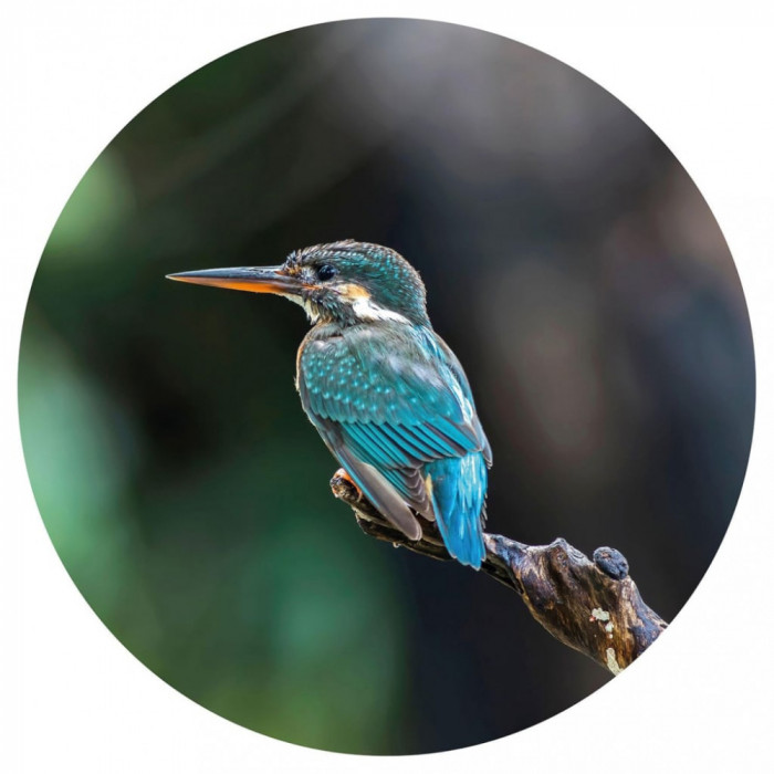 Tapet &icirc;n formă de cerc &bdquo;The Kingfisher&rdquo;, 142,5 cm
