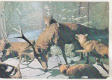 Bnk cp Bucuresti - Muzeul Antipa - Diorama - uzata, Circulata, Printata