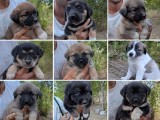 URGENT!!! SUNT IN PERICOL!!! Catelusi pentru adoptie!