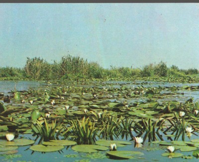 CPI B14175 CARTE POSTALA - DELTA DUNARII. NUFAR ALB foto