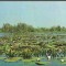 CPI B14175 CARTE POSTALA - DELTA DUNARII. NUFAR ALB