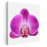 Tablou floare orhidee violet fundal alb 1998 Tablou canvas pe panza CU RAMA 100x100 cm