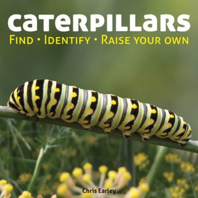 Caterpillars: Find, Identify, Raise Your Own foto