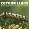 Caterpillars: Find, Identify, Raise Your Own