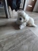 Bichon maltez