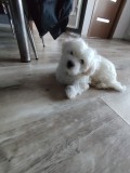 Bichon maltez