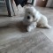 Bichon maltez