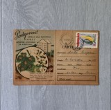 Buletin Avertizare Fitosanitara 1964 - Stația Baneasa