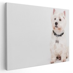 Tablou caine West Highland White Terrier Tablou canvas pe panza CU RAMA 50x70 cm