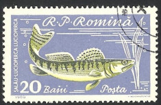 EROARE -- ROMANIA -1960 --20 Baini --- Guma Perfecta foto