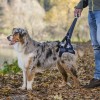 Balto - Ham pentru membre posterioare - pentru c&acirc;ini M