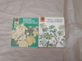 CULTURA VITEI DE VIE PE LANGA CASA + PLANTE MEDICINALE IN TERAPIA MODERNA
