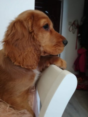 Cocker Spaniel foto