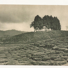 FA42-Carte Postala- GEORGIA - Kobuleti, plantatie de ceai ,necirculata 1955