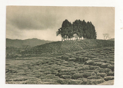 FA42-Carte Postala- GEORGIA - Kobuleti, plantatie de ceai ,necirculata 1955 foto