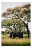 Tablou Canvas, "Elefant singuratic &icirc;n savana africană", Elefant, Savana, Copaci, Serenitate, Natură, Măreție, Vegetație, Liniște, 26 x 39 cm, CMCLASS