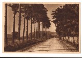 CPIB 16492 CARTE POSTALA - MALNAS, ALEEA CU PINI, RPR, Necirculata, Fotografie