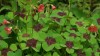 20 Bulbi Oxalis Iron Cross, Planta Decorativa, Fotofila, Usor de Crescut, Interior/Exterior, Frunze Violet, Cadou Gradinarit