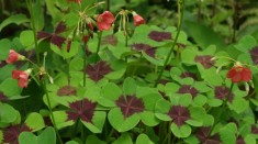 20 bulbi oxalis iron cross
