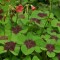 20 bulbi oxalis iron cross