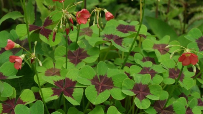 20 bulbi oxalis iron cross