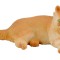 Pisica persana - collecta