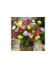 Freesia Single Mix 7/8 ,bulb, Oem