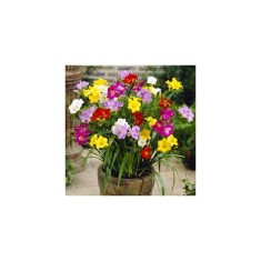 Freesia Single Mix 7/8 ,bulb