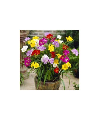 Freesia Single Mix 7/8 ,bulb foto