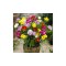 Freesia Single Mix 7/8 ,bulb