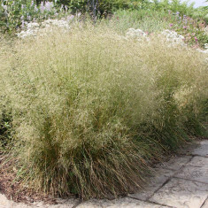 Tarsa Mare (Deschampsia caespitosa) foto