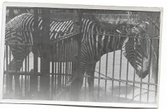 D714 Zebra Viena Parcul Zoologic iunie 1945 militar roman front foto