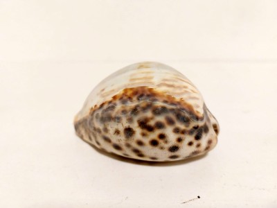 ** Ghioc / scoica / cochilie, pt decor sau ghicit, 8x6x5cm foto
