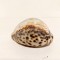 ** Ghioc / scoica / cochilie, pt decor sau ghicit, 8x6x5cm