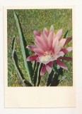 FA69-Carte Postala- RUSIA - Flori, Cactus, necirculata 1965, Fotografie