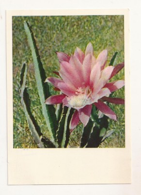 FA69-Carte Postala- RUSIA - Flori, Cactus, necirculata 1965 foto