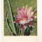 FA69-Carte Postala- RUSIA - Flori, Cactus, necirculata 1965