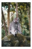 Tablou Canvas, "Maimuța g&acirc;nditoare &icirc;n pădurea tropicală", Maimuță, Pădure, Marmură, Relaxează, Verdeață, Natura, Contemplativă, Trunchi, Copaci, Calm.
