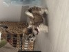 Bichon Havanez Fetiță 6 saptamani, Royal Canin
