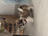 Bichon Havanez Fetiță 6 saptamani