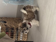 Bichon Havanez Fetiță 6 saptamani