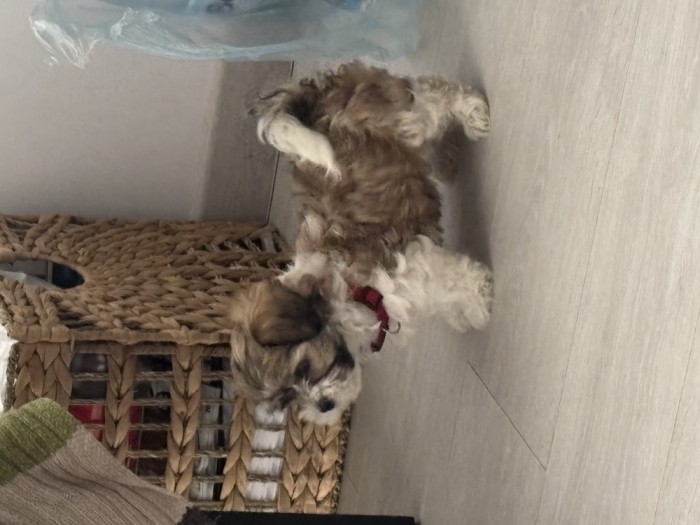 Bichon Havanez Fetiță 6 saptamani