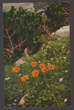 CPIB 20818 FELICITARE - ARONICUM SCORPIOIDES, PIN MONTAN