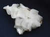 Specimen minerale - Frunze de florocalcit pe blenda (CV 3M), Naturala, Calcit