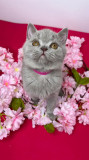 British Shorthair si Scottish Fold