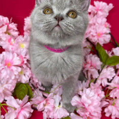 British Shorthair si Scottish Fold