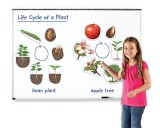 Set magnetic educativ Ciclul vietii plantelor cu fasole si mar