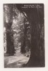 RF69 -Carte Postala- Ramnicu Valcea, Aleea Secularilor, necirculata 1962