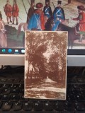 Mogoșoaia Mogoșoaea Ilfov, Aleea cu copaci din parc, circa 1925, 205