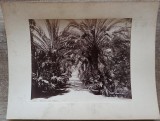 Gradina botanica din Palermo// fotografie sec. XIX, Giorgio Sommer Napoli